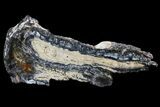 Mammoth Molar Slice With Case - South Carolina #67746-2